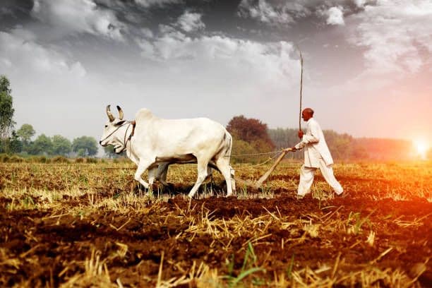 നെല്ല് സംഭരണ വില വർധിപ്പിച്ച് സംസ്ഥാന സർക്കാർ
