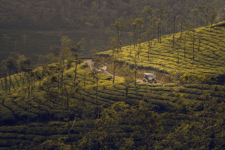 മൂന്നാർ തേയില ഉത്സവത്തിന് റെക്കോർഡ് സഞ്ചാരി തിരക്ക്